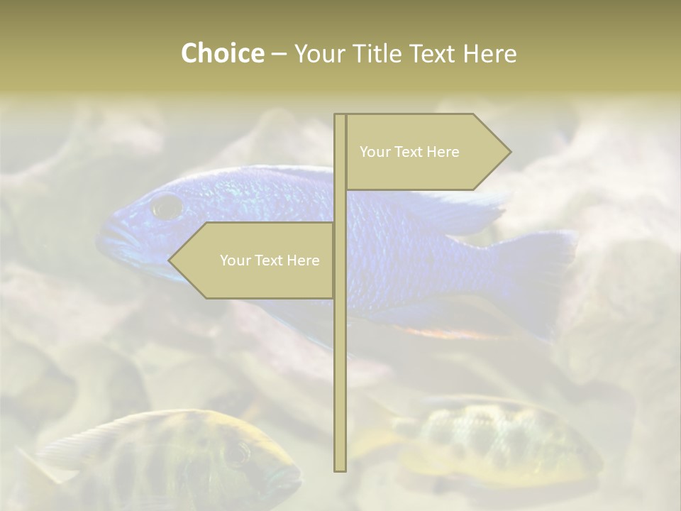 Colorful Tropical Fish Of The Cichlid Family PowerPoint Template