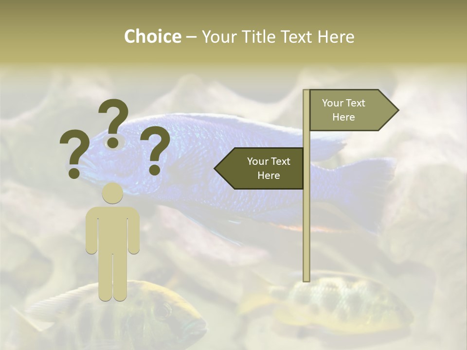 Colorful Tropical Fish Of The Cichlid Family PowerPoint Template