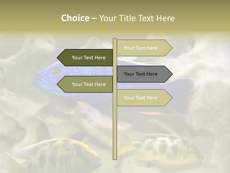 Colorful Tropical Fish Of The Cichlid Family PowerPoint Template