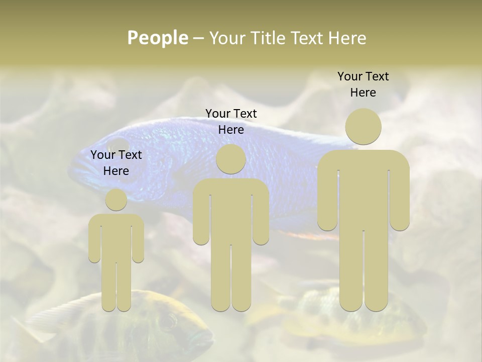 Colorful Tropical Fish Of The Cichlid Family PowerPoint Template