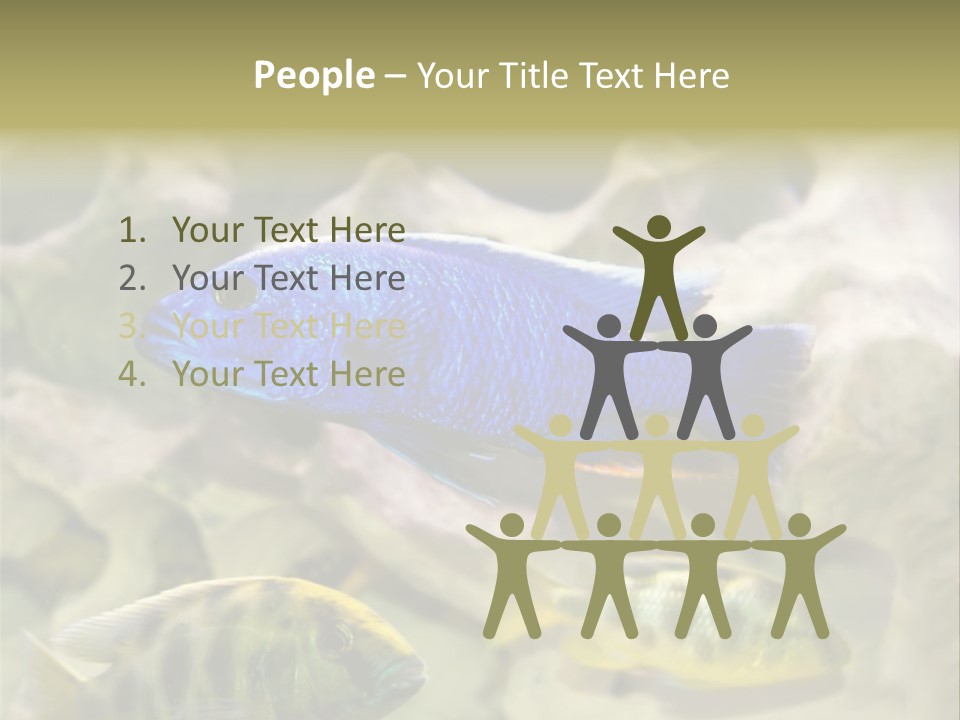 Colorful Tropical Fish Of The Cichlid Family PowerPoint Template