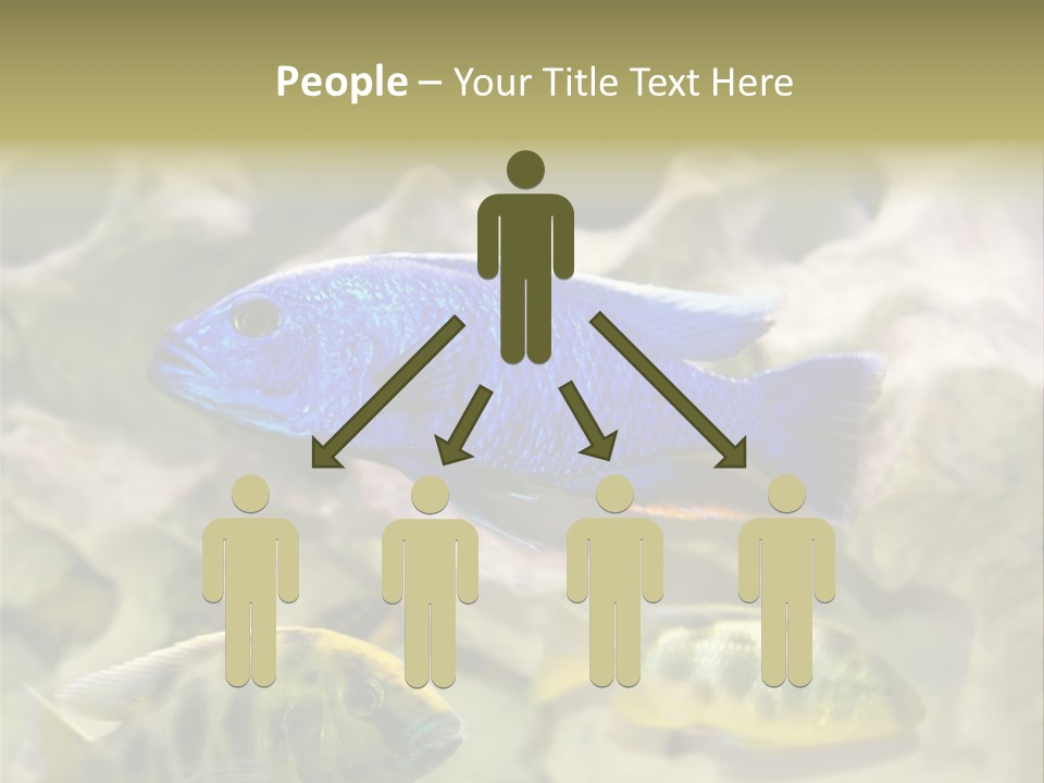 Colorful Tropical Fish Of The Cichlid Family PowerPoint Template