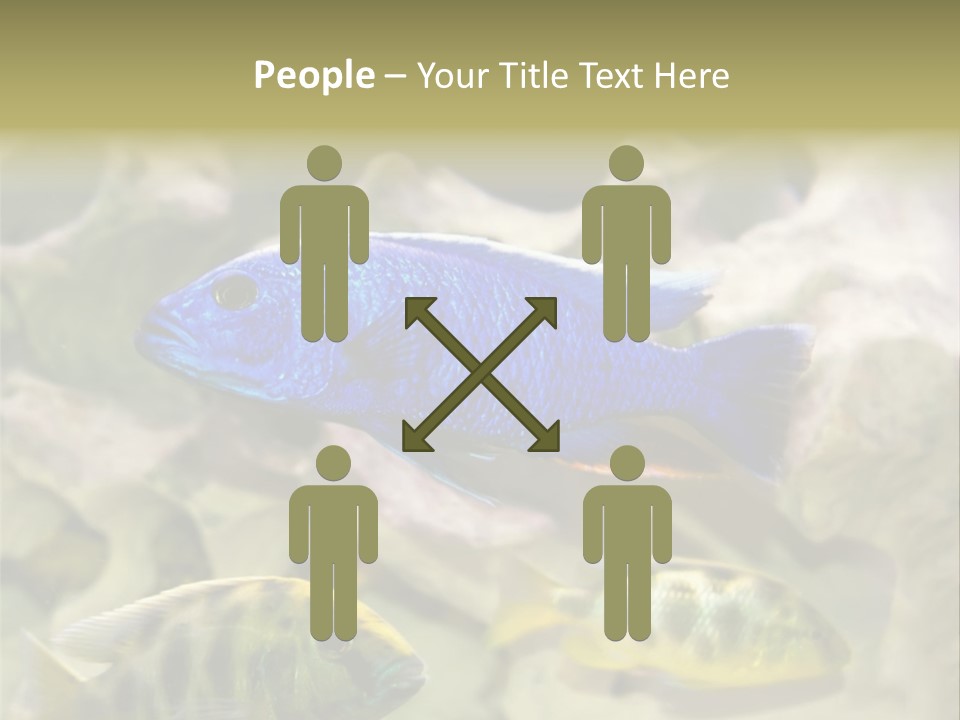 Colorful Tropical Fish Of The Cichlid Family PowerPoint Template