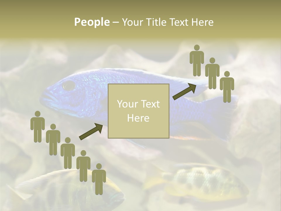 Colorful Tropical Fish Of The Cichlid Family PowerPoint Template