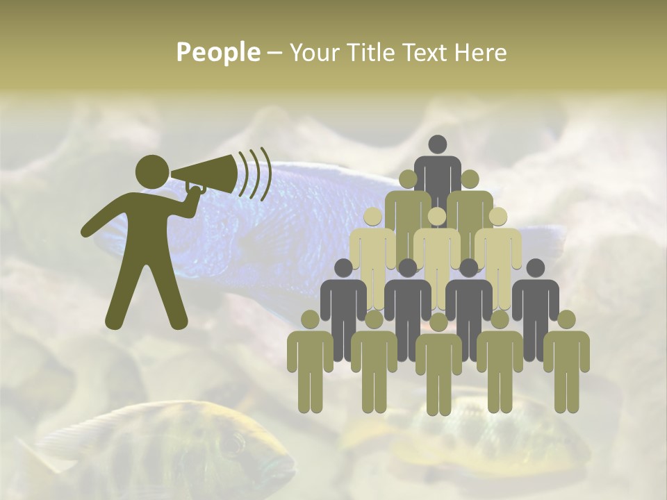 Colorful Tropical Fish Of The Cichlid Family PowerPoint Template