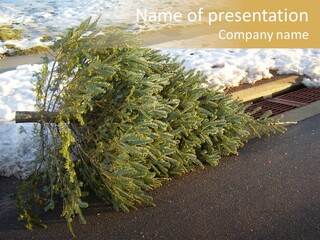 A Small Tree Laying On Top Of A Snow Covered Ground PowerPoint Template