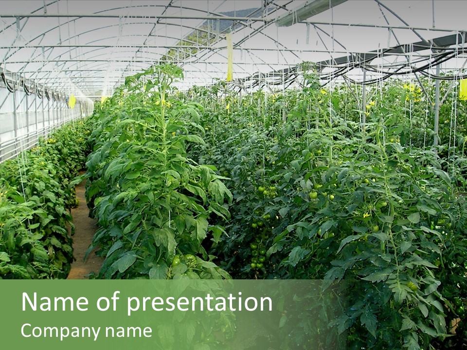 Greenhouse With Tomato Plants PowerPoint Template