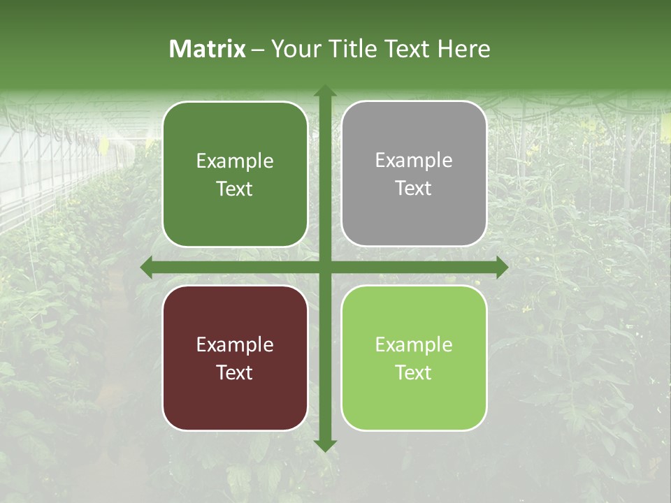 Greenhouse With Tomato Plants PowerPoint Template