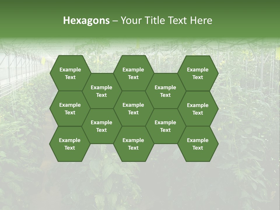 Greenhouse With Tomato Plants PowerPoint Template