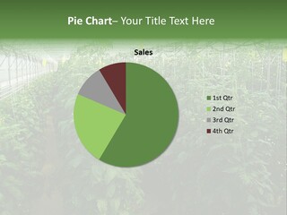 Greenhouse With Tomato Plants PowerPoint Template