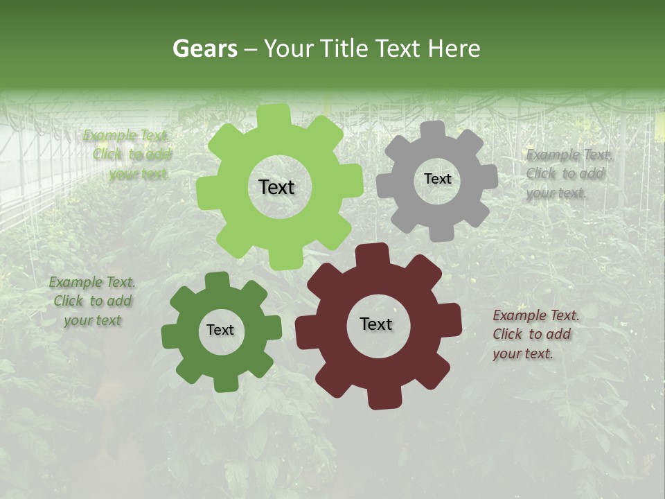 Greenhouse With Tomato Plants PowerPoint Template