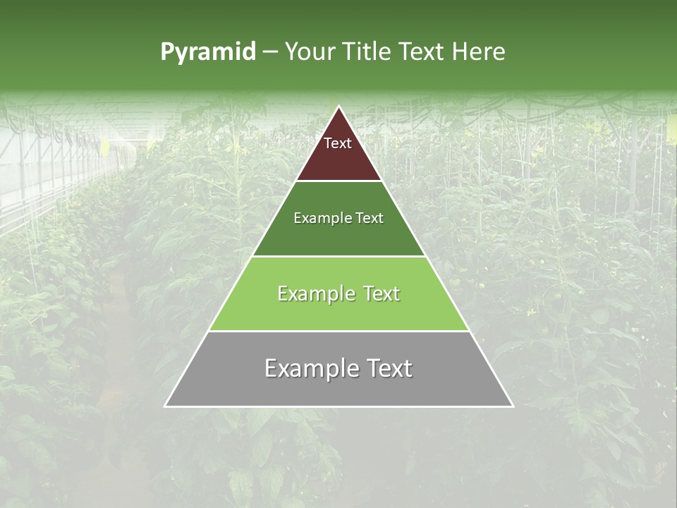 Greenhouse With Tomato Plants PowerPoint Template