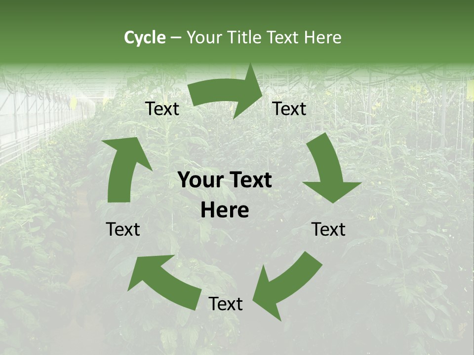 Greenhouse With Tomato Plants PowerPoint Template