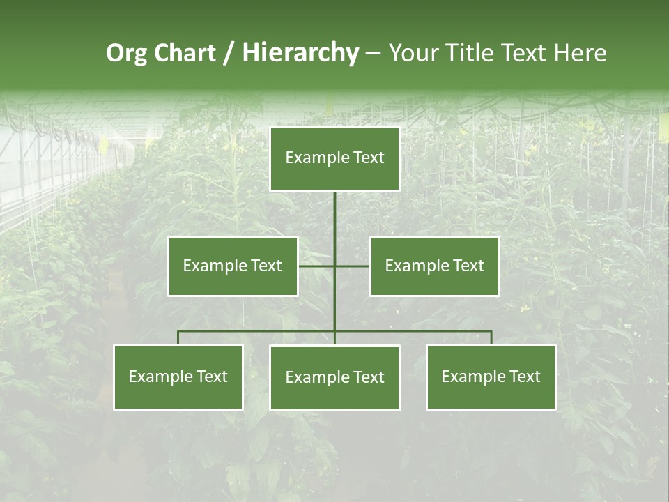 Greenhouse With Tomato Plants PowerPoint Template