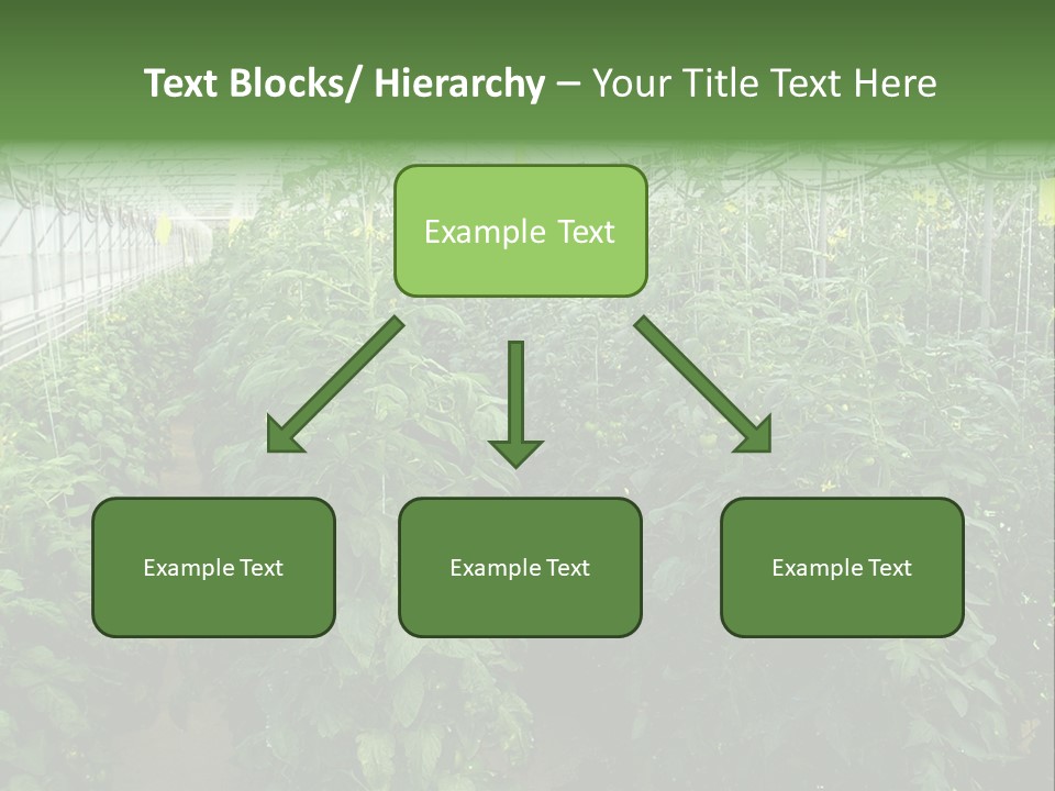 Greenhouse With Tomato Plants PowerPoint Template