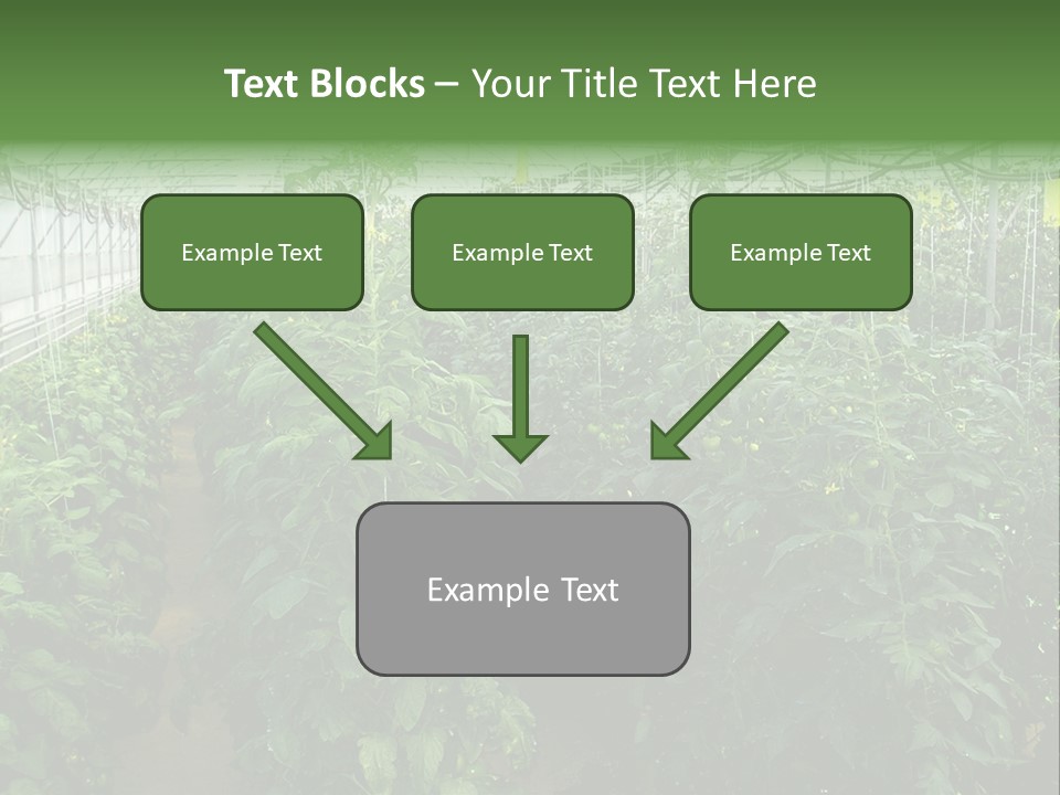 Greenhouse With Tomato Plants PowerPoint Template