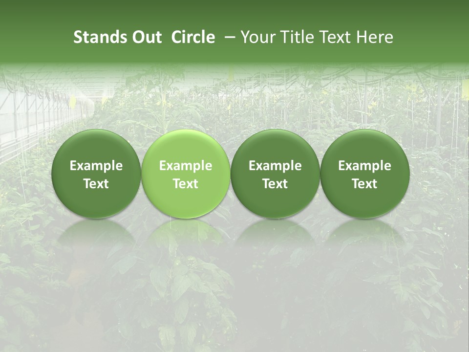 Greenhouse With Tomato Plants PowerPoint Template