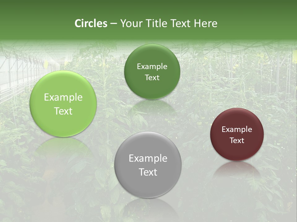 Greenhouse With Tomato Plants PowerPoint Template