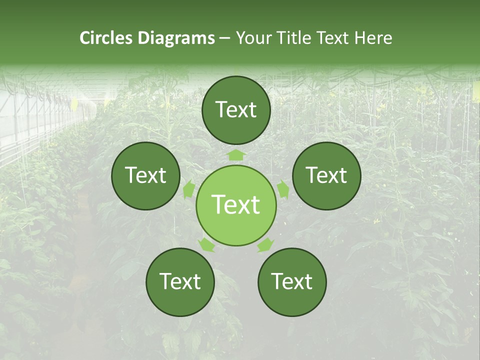 Greenhouse With Tomato Plants PowerPoint Template