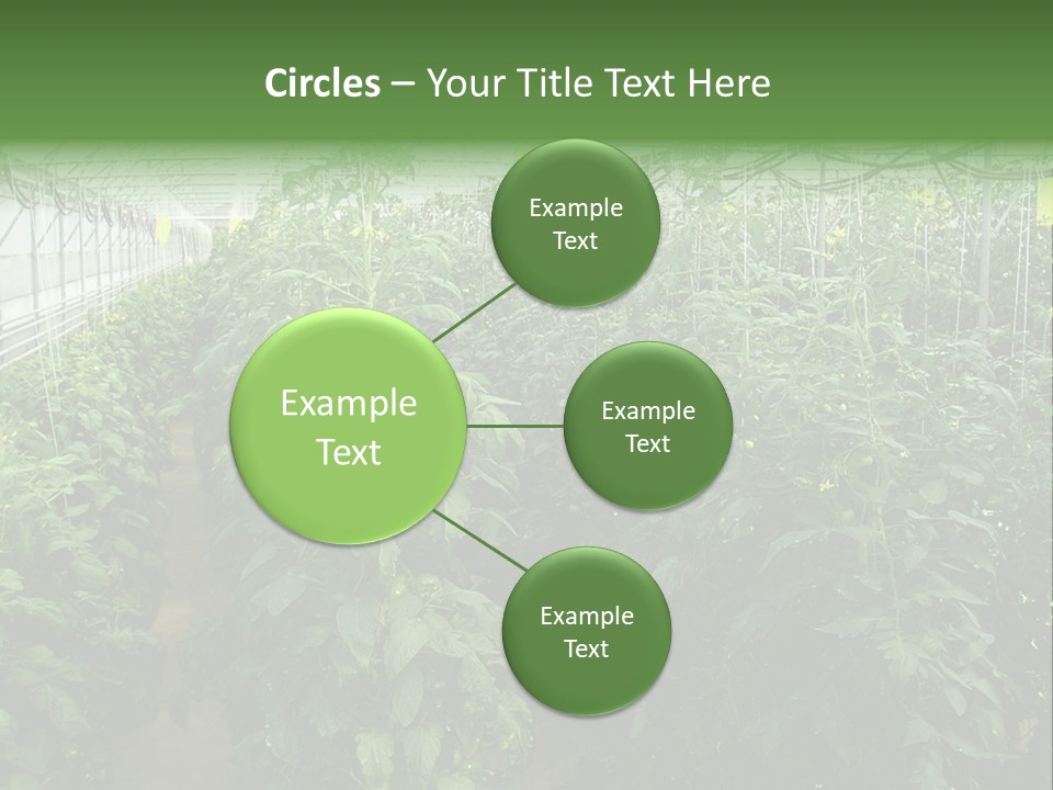 Greenhouse With Tomato Plants PowerPoint Template