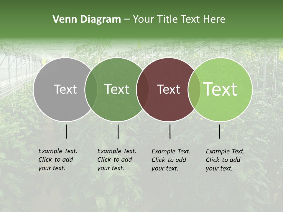 Greenhouse With Tomato Plants PowerPoint Template