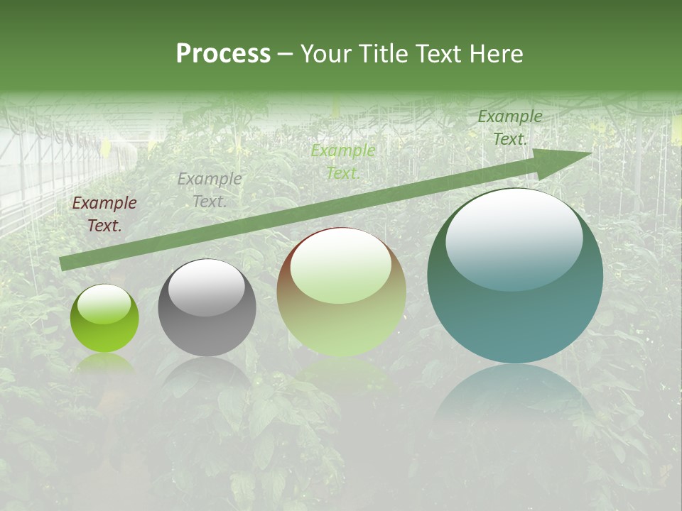 Greenhouse With Tomato Plants PowerPoint Template