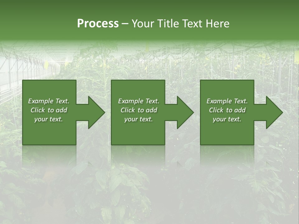 Greenhouse With Tomato Plants PowerPoint Template