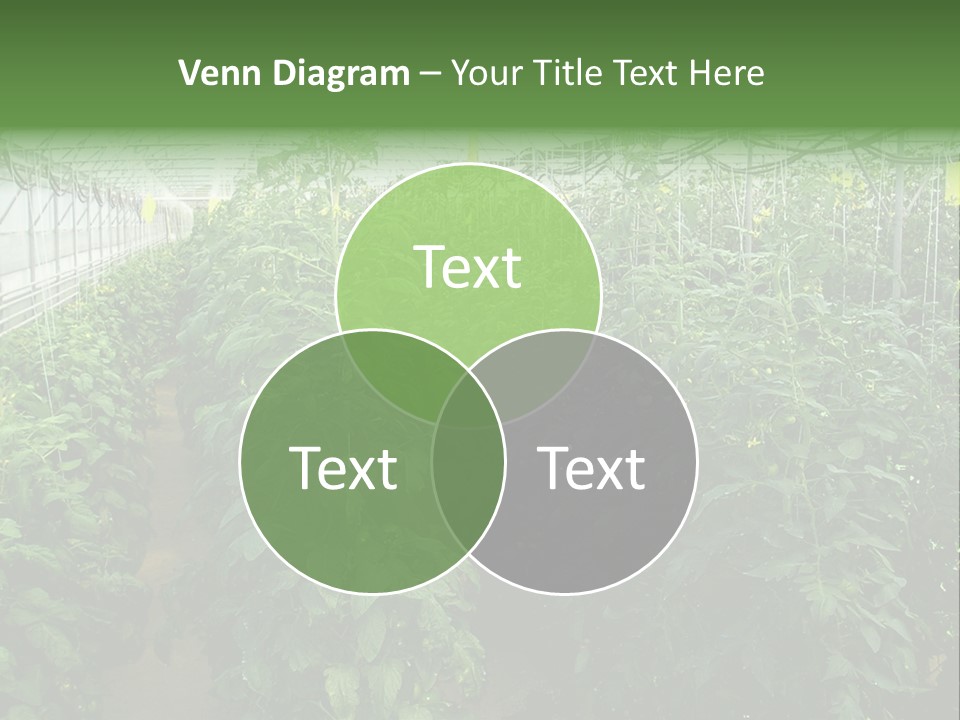Greenhouse With Tomato Plants PowerPoint Template