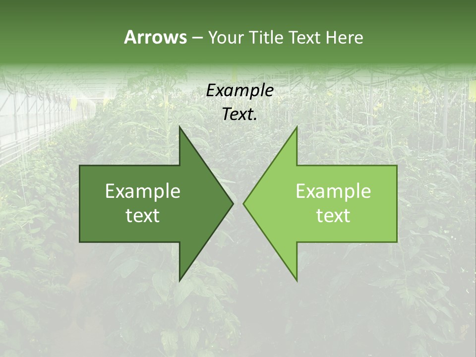 Greenhouse With Tomato Plants PowerPoint Template