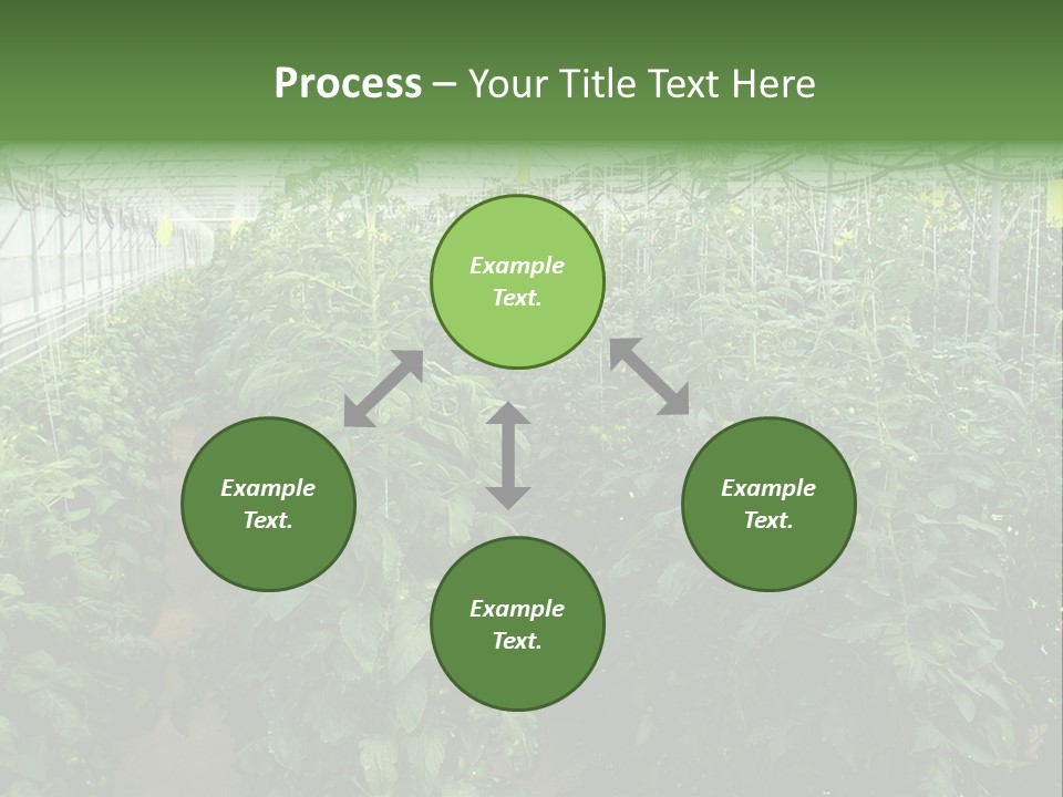 Greenhouse With Tomato Plants PowerPoint Template