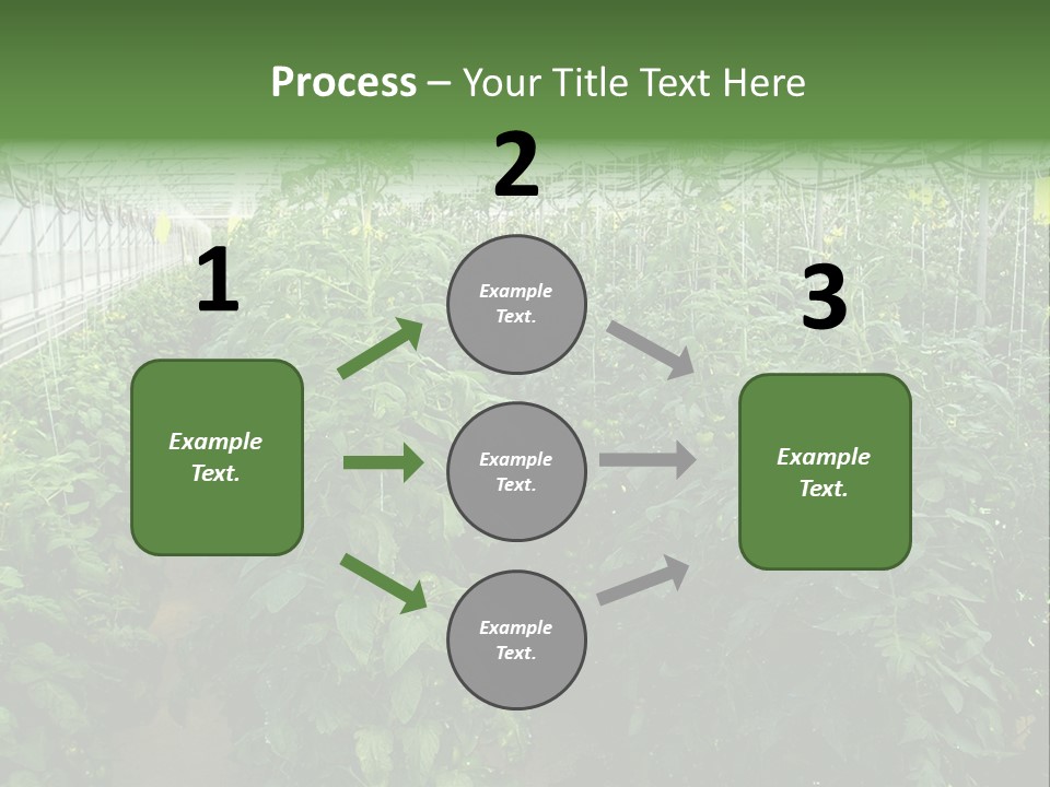 Greenhouse With Tomato Plants PowerPoint Template