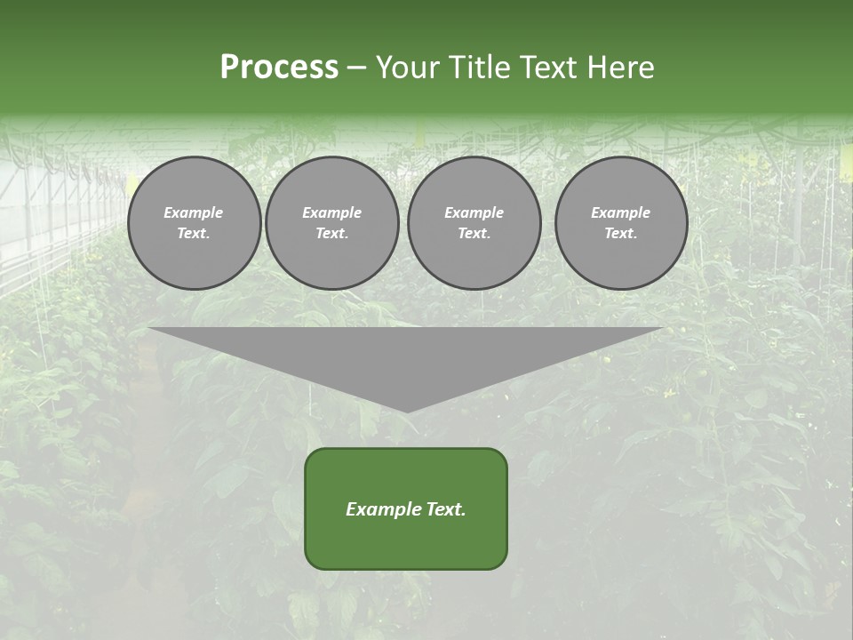 Greenhouse With Tomato Plants PowerPoint Template