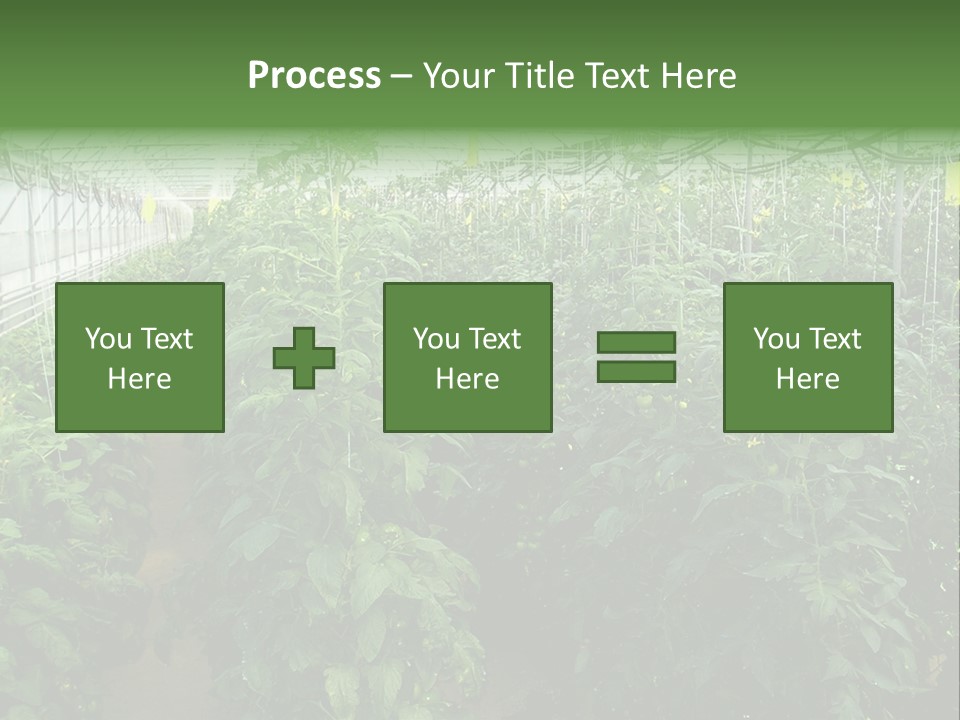 Greenhouse With Tomato Plants PowerPoint Template