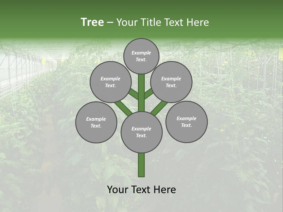 Greenhouse With Tomato Plants PowerPoint Template