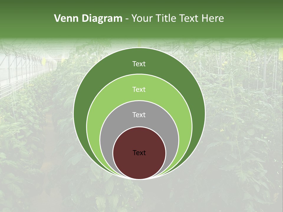 Greenhouse With Tomato Plants PowerPoint Template