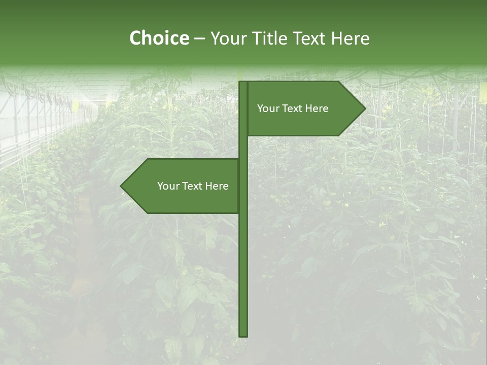 Greenhouse With Tomato Plants PowerPoint Template
