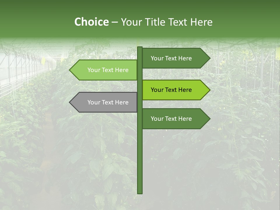 Greenhouse With Tomato Plants PowerPoint Template