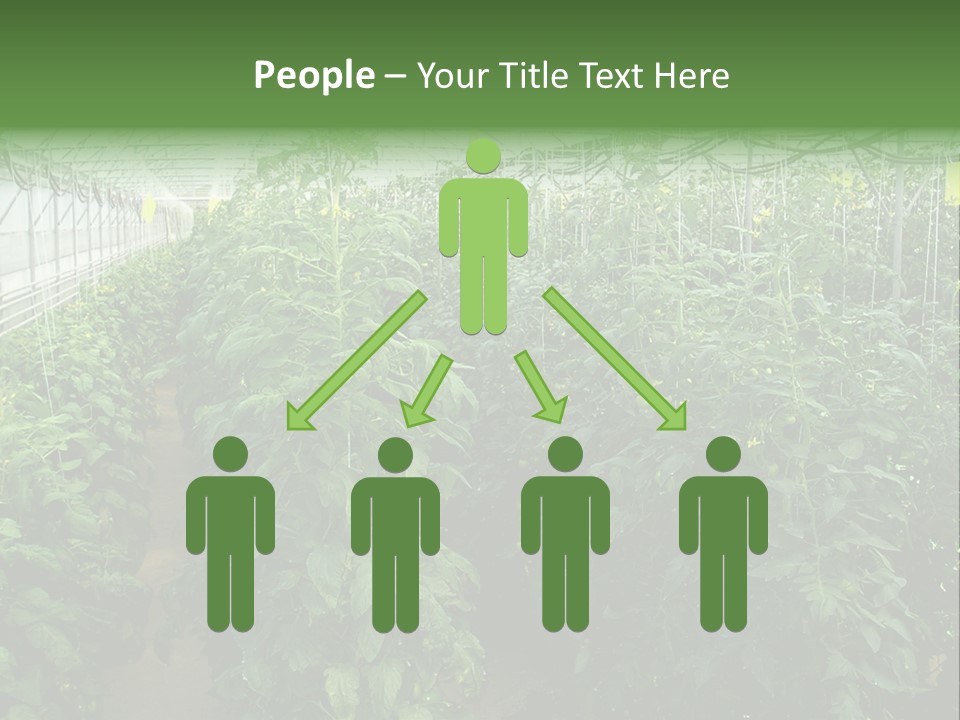 Greenhouse With Tomato Plants PowerPoint Template