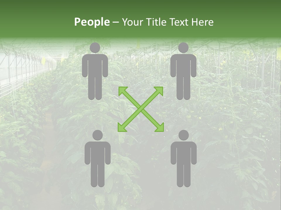 Greenhouse With Tomato Plants PowerPoint Template