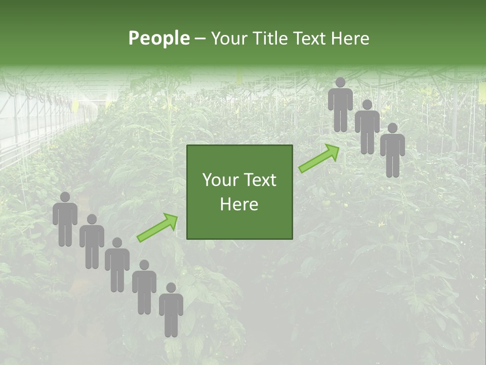 Greenhouse With Tomato Plants PowerPoint Template