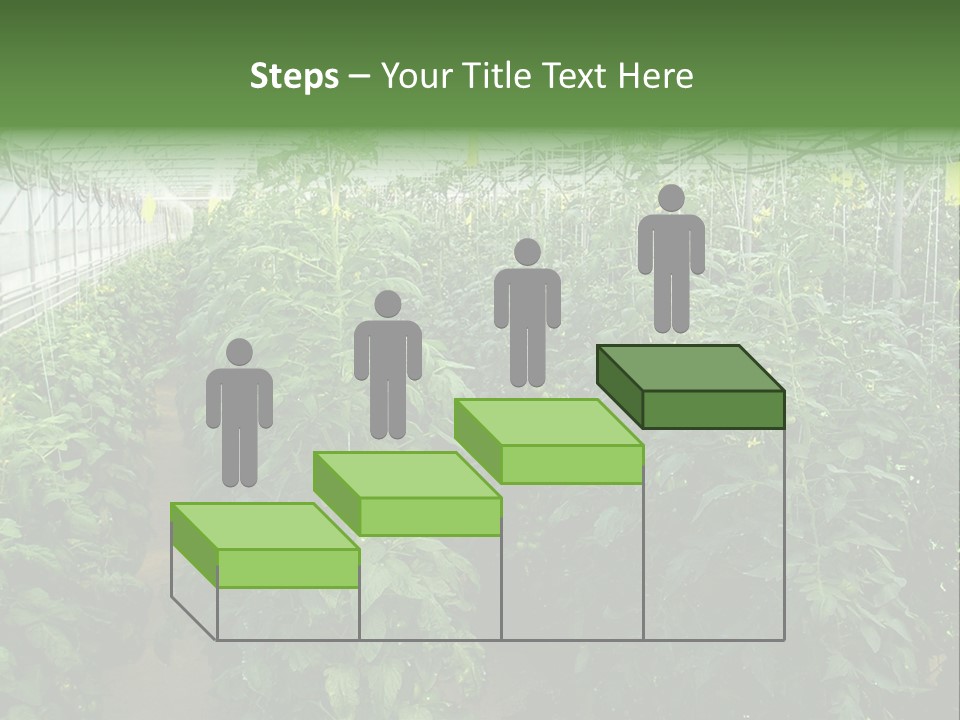 Greenhouse With Tomato Plants PowerPoint Template