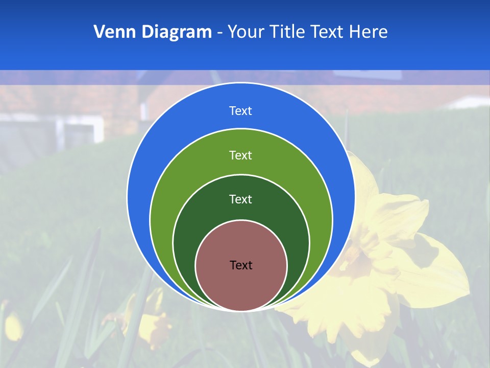 Yellow Daffodils With Blurred British Houses In The Background PowerPoint Template
