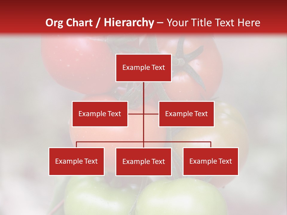 A Bunch Of Tomatoes On A Plant With A Red Background PowerPoint Template