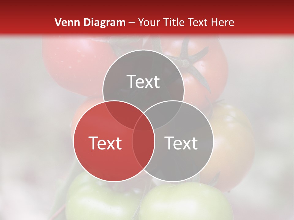 A Bunch Of Tomatoes On A Plant With A Red Background PowerPoint Template
