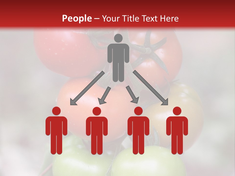 A Bunch Of Tomatoes On A Plant With A Red Background PowerPoint Template