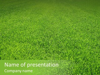 Green Grass Background PowerPoint Template