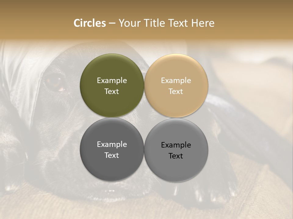 Dog PowerPoint Template