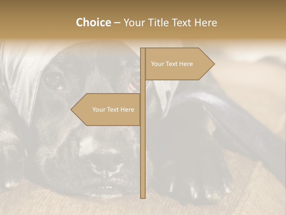 Dog PowerPoint Template