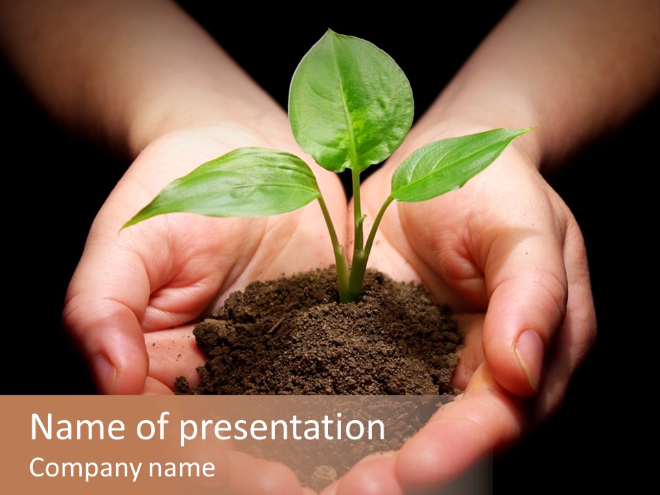 Hands Holding Sapling In Soil PowerPoint Template