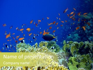 Underwater Landscape With Surgeon-Fish. Red Sea PowerPoint Template